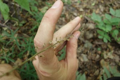 Scutellaria altissima, photographed by Aleksei Baushev