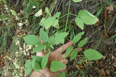 Clematis recta, photographed by Aleksei Baushev
