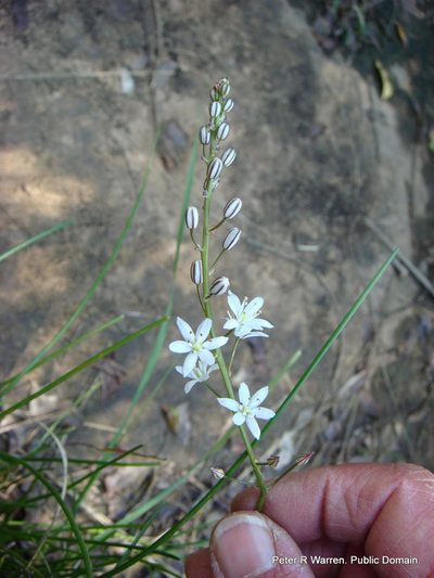 Geschollia calcarata, photographed by Peter Warren