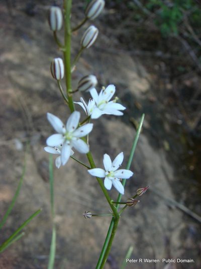 Geschollia calcarata, photographed by Peter Warren