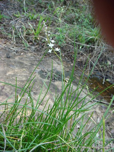 Geschollia calcarata, photographed by Peter Warren