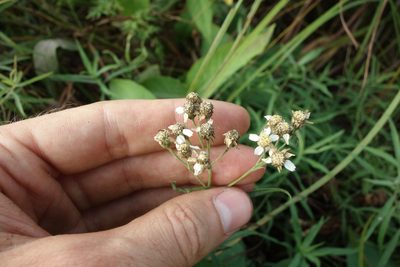 Achillea salicifolia, photographed by Aleksei Baushev