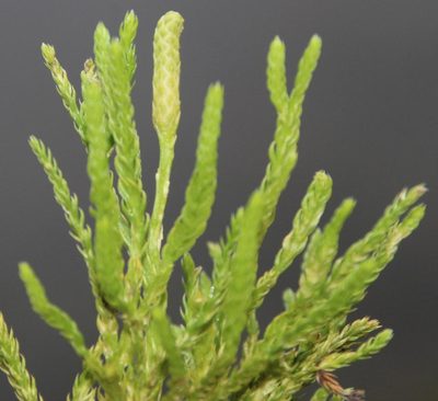 Diphasiastrum zanclophyllum, photographed by Tony Rebelo