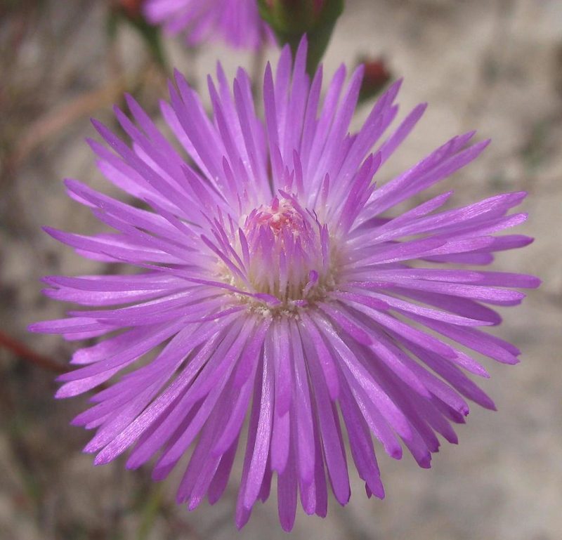 Lampranthus leipoldtii, photographed by douglaseustonbrown