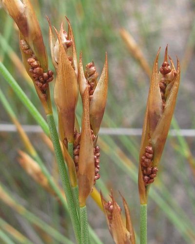 Elegia vaginulata, photographed by douglaseustonbrown