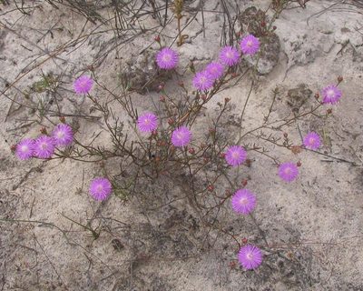 Lampranthus leipoldtii, photographed by douglaseustonbrown
