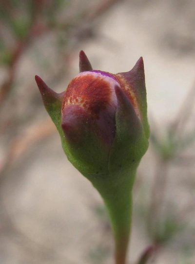 Lampranthus leipoldtii, photographed by douglaseustonbrown
