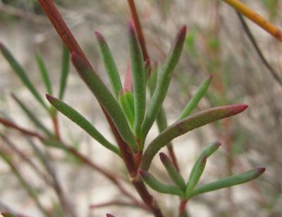 Lampranthus leipoldtii, photographed by douglaseustonbrown