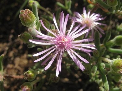 Drosanthemum worcesterense, photographed by douglaseustonbrown