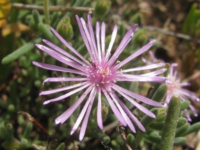 Drosanthemum worcesterense, photographed by douglaseustonbrown