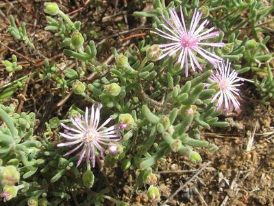 Drosanthemum worcesterense, photographed by douglaseustonbrown
