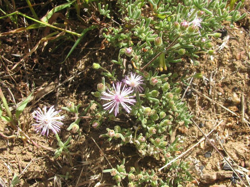 Drosanthemum worcesterense, photographed by douglaseustonbrown