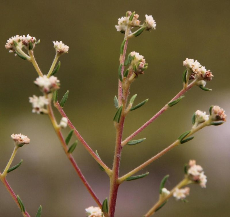 Phylica brachycephala, photographed by Tony Rebelo