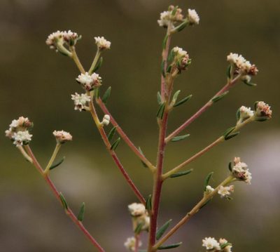 Phylica brachycephala, photographed by Tony Rebelo