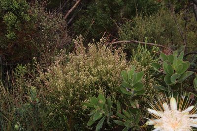 Phylica brachycephala, photographed by Tony Rebelo