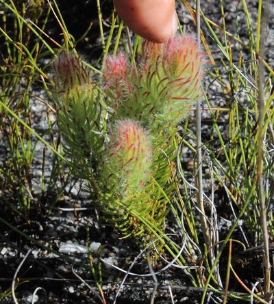 Sorocephalus clavigerus, photographed by Tony Rebelo