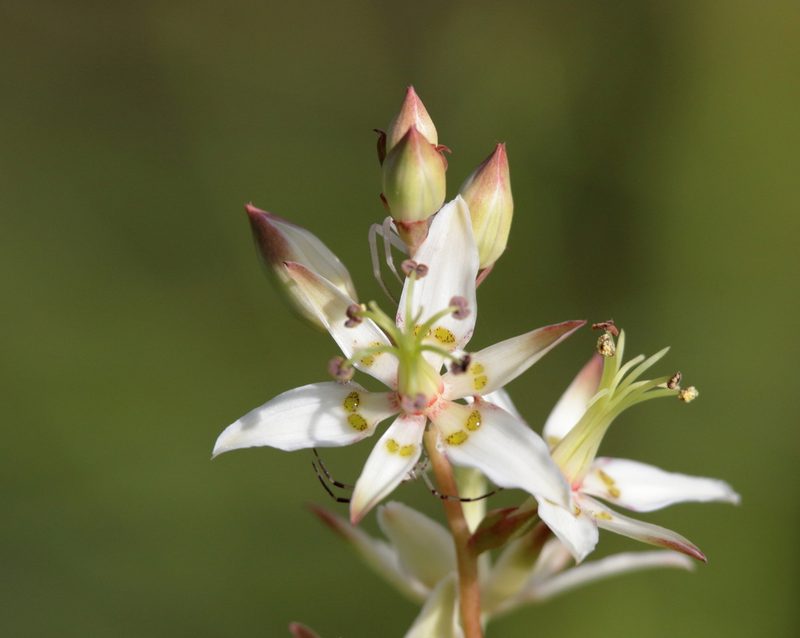 Zigadenus glaberrimus, photographed by Kim
