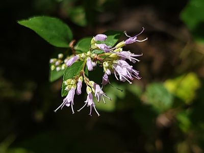 Cunila origanoides, photographed by Elias