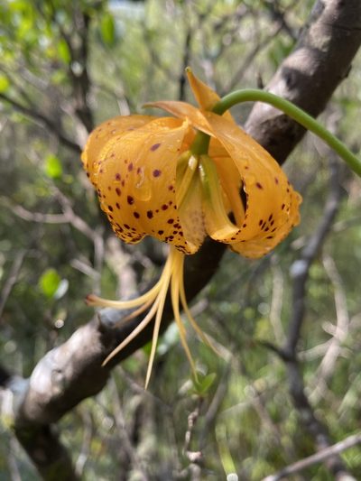 Lilium iridollae, photographed by Matt Berger