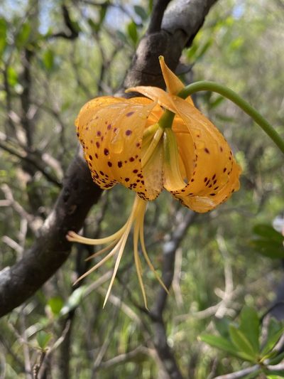 Lilium iridollae, photographed by Matt Berger