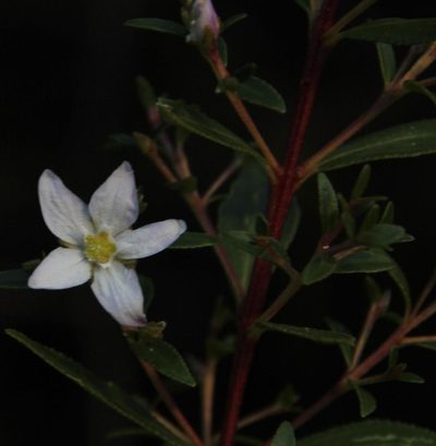 Agathosma crenulata, photographed by Tony Rebelo