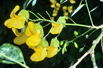 Calpurnia floribunda, photographed by Nicola van Berkel