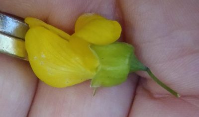 Calpurnia floribunda, photographed by Nicola van Berkel