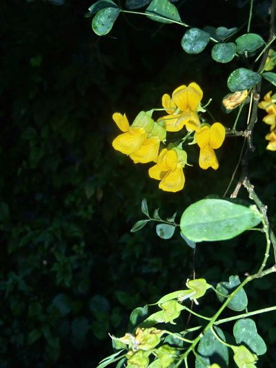 Calpurnia floribunda, photographed by Nicola van Berkel