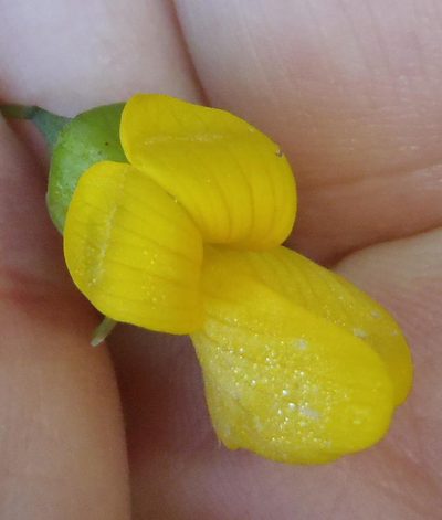 Calpurnia floribunda, photographed by Nicola van Berkel