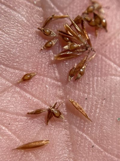 Rhynchospora crinipes, photographed by Matt Berger