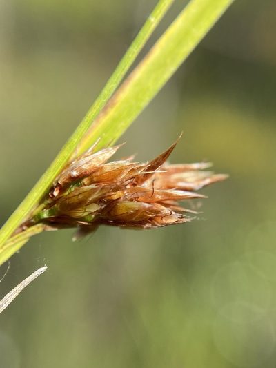 Rhynchospora crinipes, photographed by Matt Berger