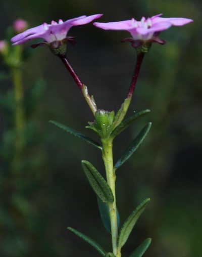 Adenandra fragrans, photographed by Tony Rebelo