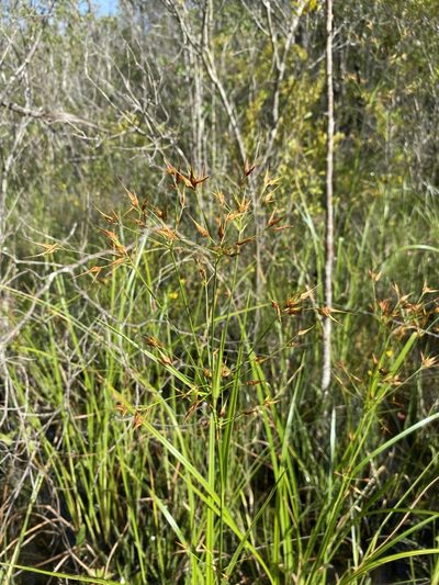 Rhynchospora careyana, photographed by Matt Berger