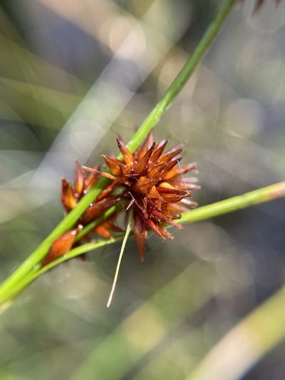 Rhynchospora chalarocephala, photographed by Matt Berger