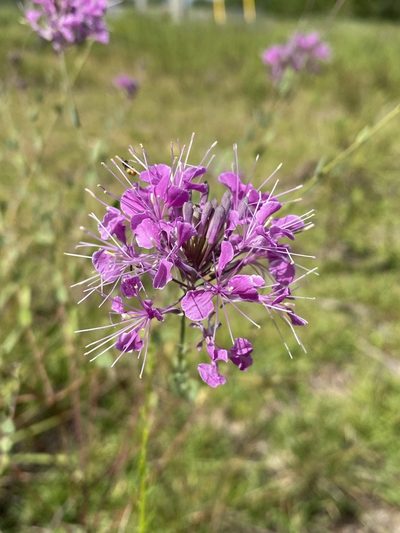 Warea sessilifolia, photographed by Matt Berger