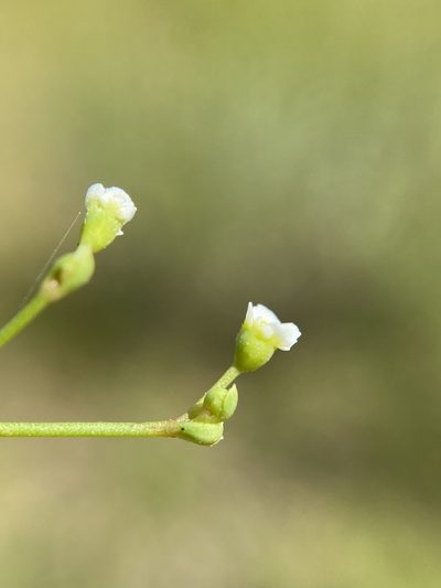 Euphorbia discoidalis, photographed by Matt Berger