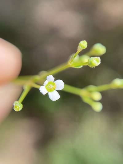 Euphorbia discoidalis, photographed by Matt Berger