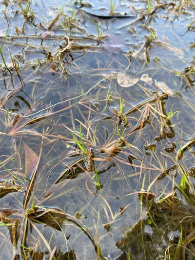 Juncus repens, photographed by Matt Berger