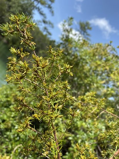 Hypericum chapmanii, photographed by Matt Berger
