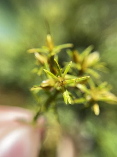 Hypericum chapmanii, photographed by Matt Berger