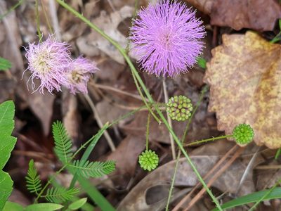 Mimosa microphylla, photographed by Kristi Zoebelein