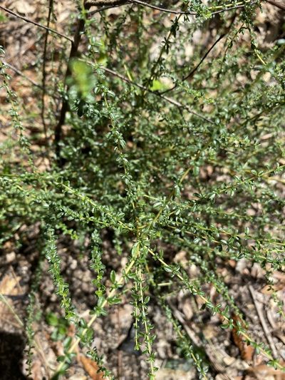 Ceanothus microphyllus, photographed by Matt Berger