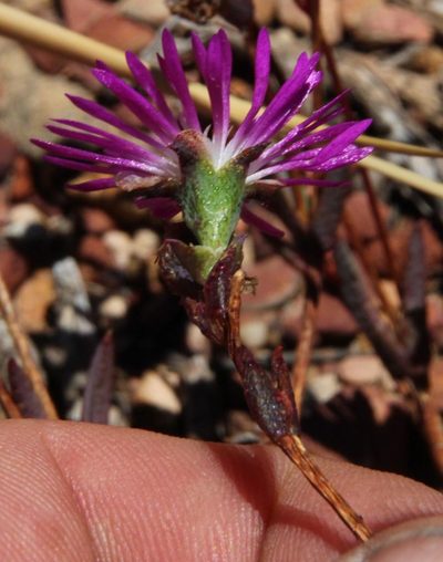 Erepsia esterhuyseniae, photographed by Tony Rebelo