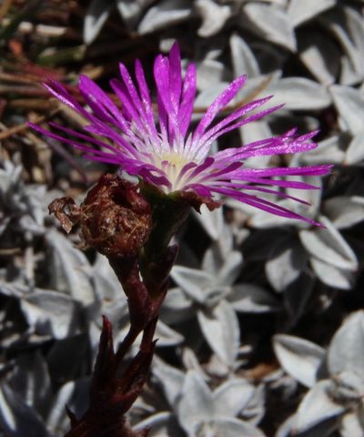 Erepsia esterhuyseniae, photographed by Tony Rebelo