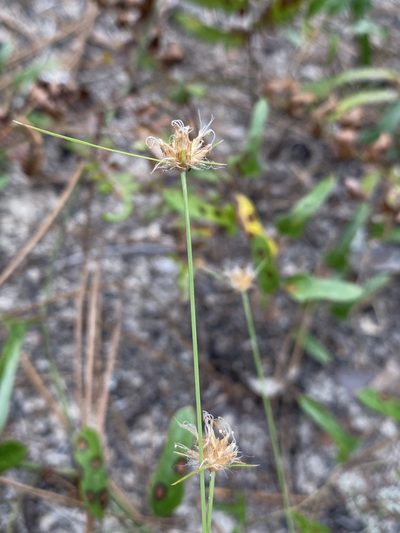 Bulbostylis warei, photographed by Matt Berger