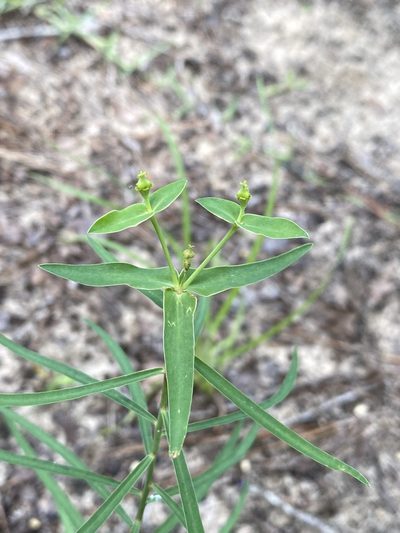 Euphorbia floridana, photographed by Matt Berger