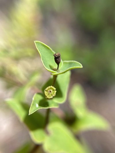 Euphorbia floridana, photographed by Matt Berger
