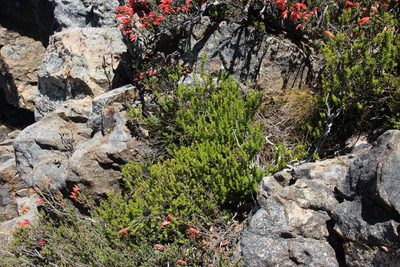 Agathosma odoratissima, photographed by Tony Rebelo