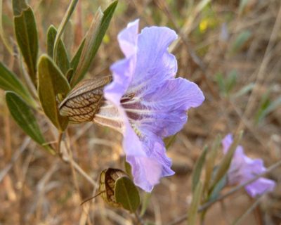 Petalidium oblongifolium, photographed by M Kriek