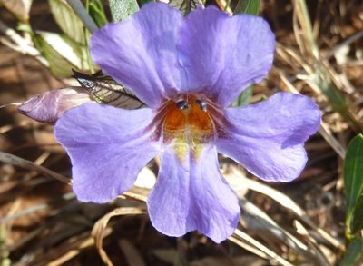 Petalidium oblongifolium, photographed by M Kriek